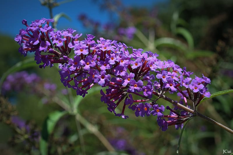 Buddleja davidii