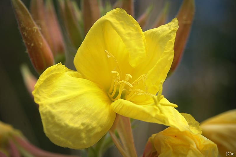 Oenothera glazioviana