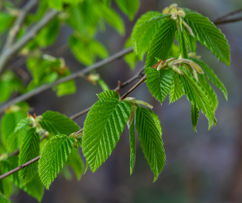 Carpinus Betulus Hornbeam R J White Arboreal