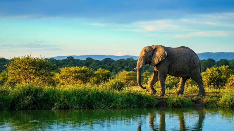 Amboseli