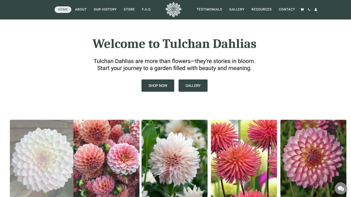 Tulchan Dahlias