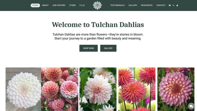 Tulchan Dahlias