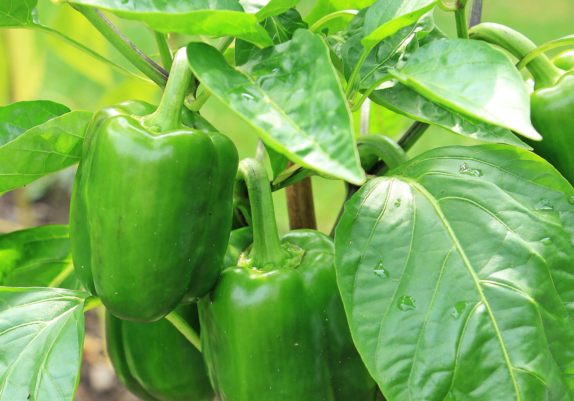 সবুজ বেল মরিচ: পুষ্টিগুণ, স্বাস্থ্য উপকারিতা এবং ক্ষতির দিক: ত্বক, চোখ, এবং হৃদরোগ প্রতিরোধে সহায়ক