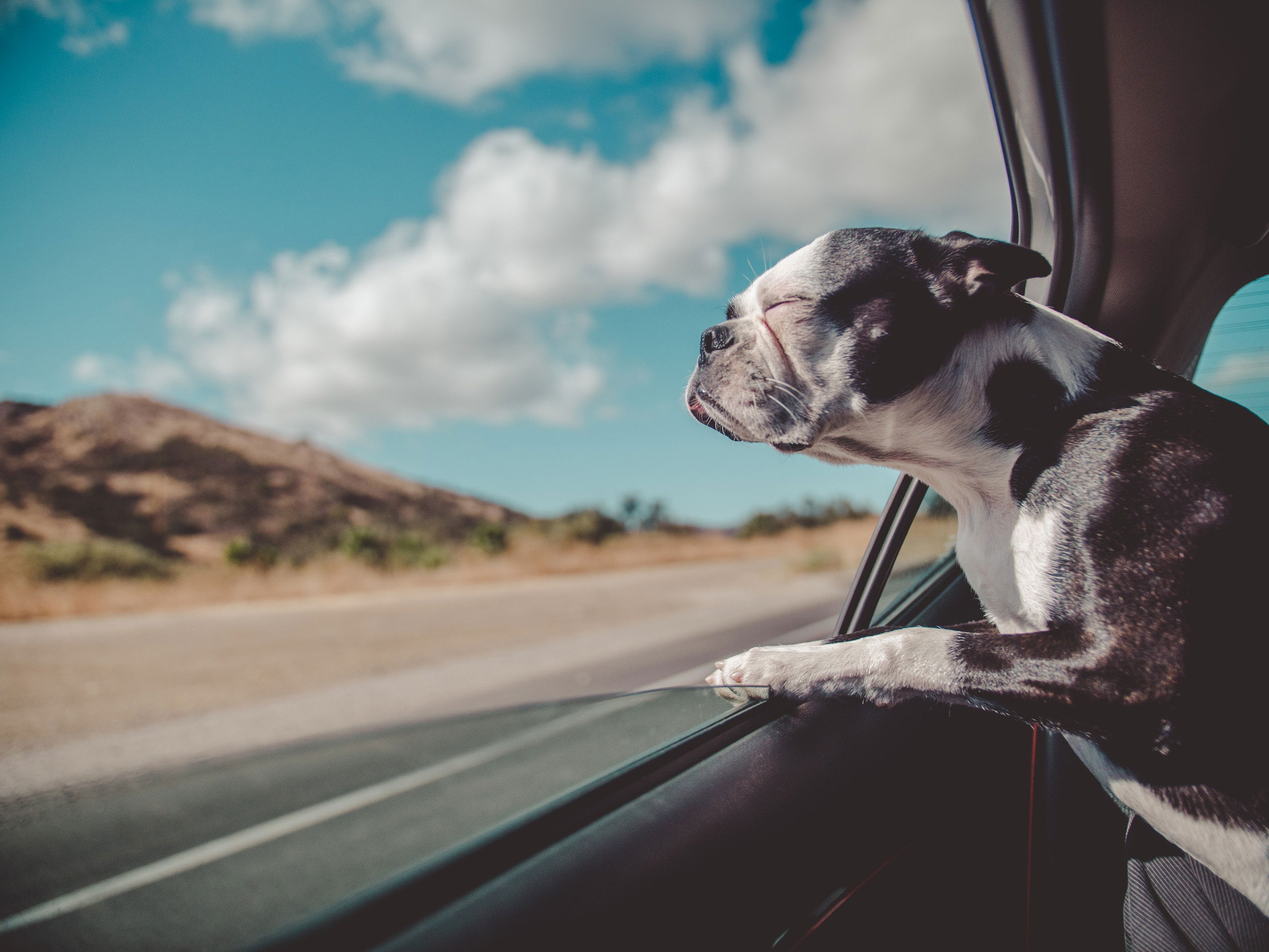 A small gray and white dog with his head out of the car window, enjoying the breeze.