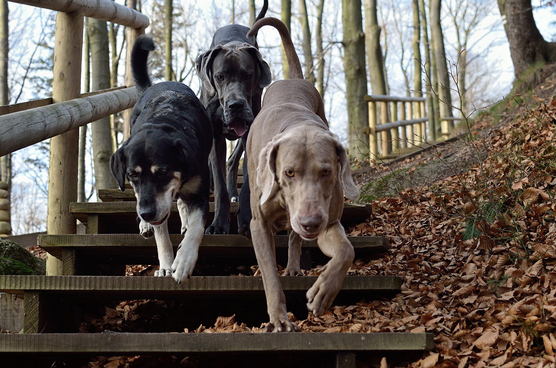 Three medium size dogs walking down the steps in a park