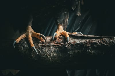 BEST WITCH DOCTOR IN AUSTRIA