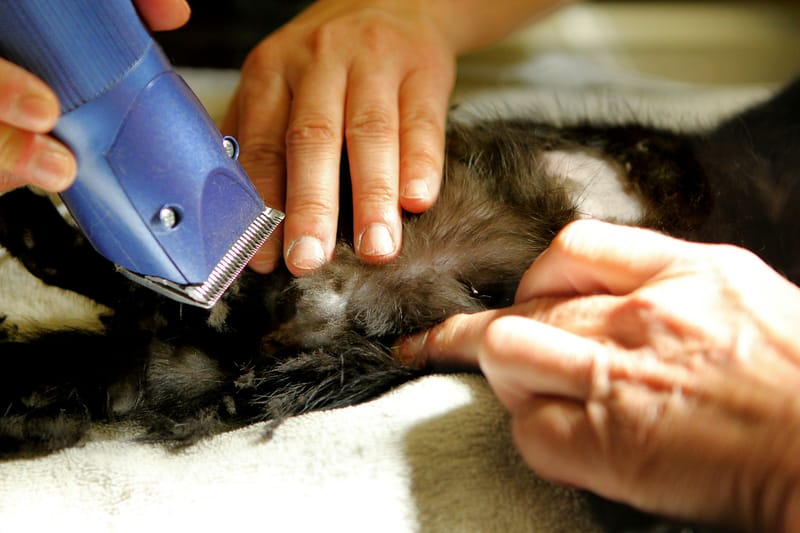 Pet Grooming
