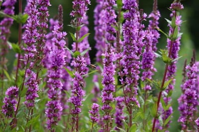 Fackelblomster: En resa genom historia, matlagning och läkekonst