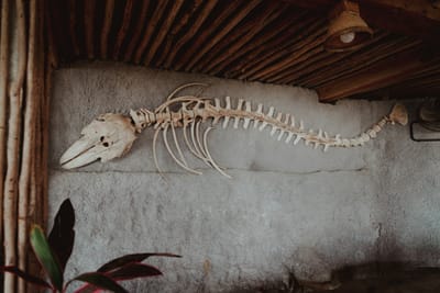 WITCH DOCTOR IN HANOI VIETNAM