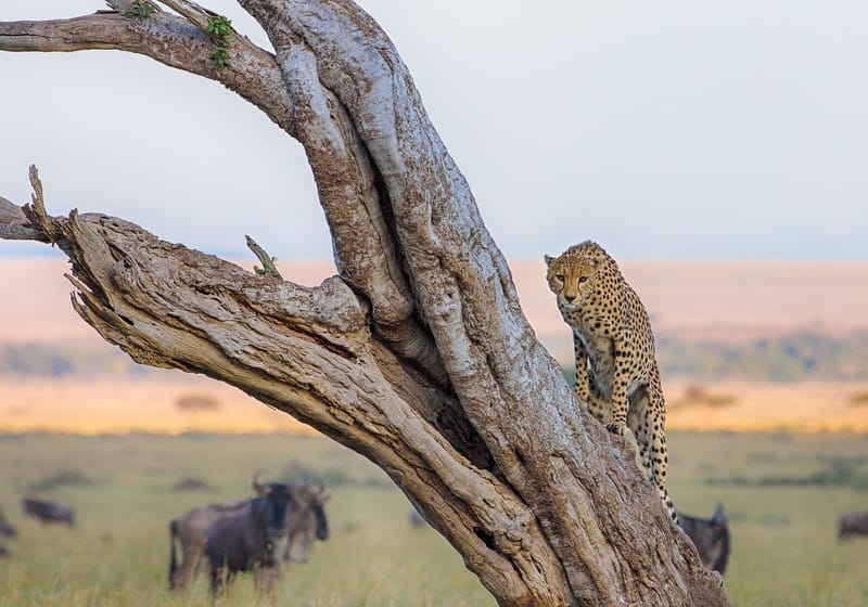 3 DAYS 2 NIGHTS Low Season Safari Package (April - June & November) MAASAI MARA