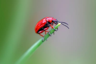 Rädda dina blommor och rabatter: Guide mot skadegörare på blommor & perenner