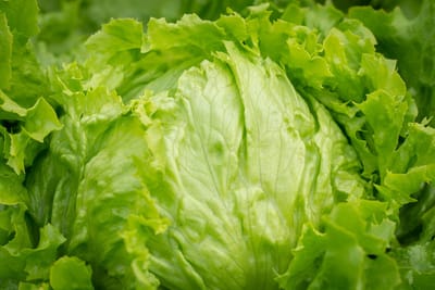 Sallat och bladgrönt – Skörda krispiga blad hela sommaren