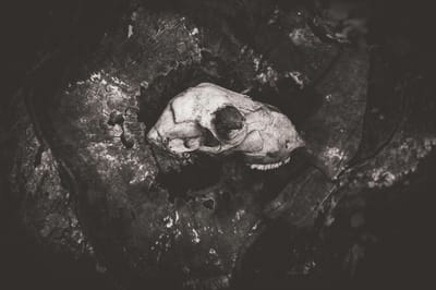 WITCH DOCTOR IN ICELAND