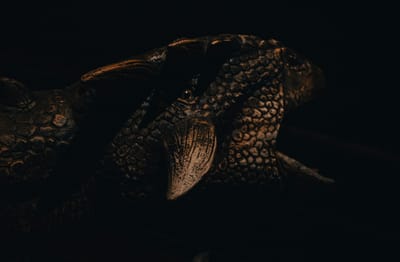 WITCH DOCTOR IN COPENHAGEN DENMARK