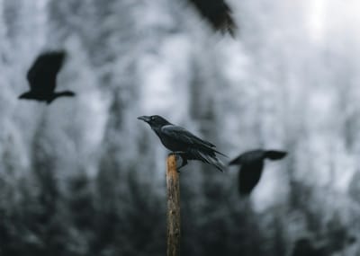 WITCH DOCTOR IN PHNOM PENH CAMBODIA