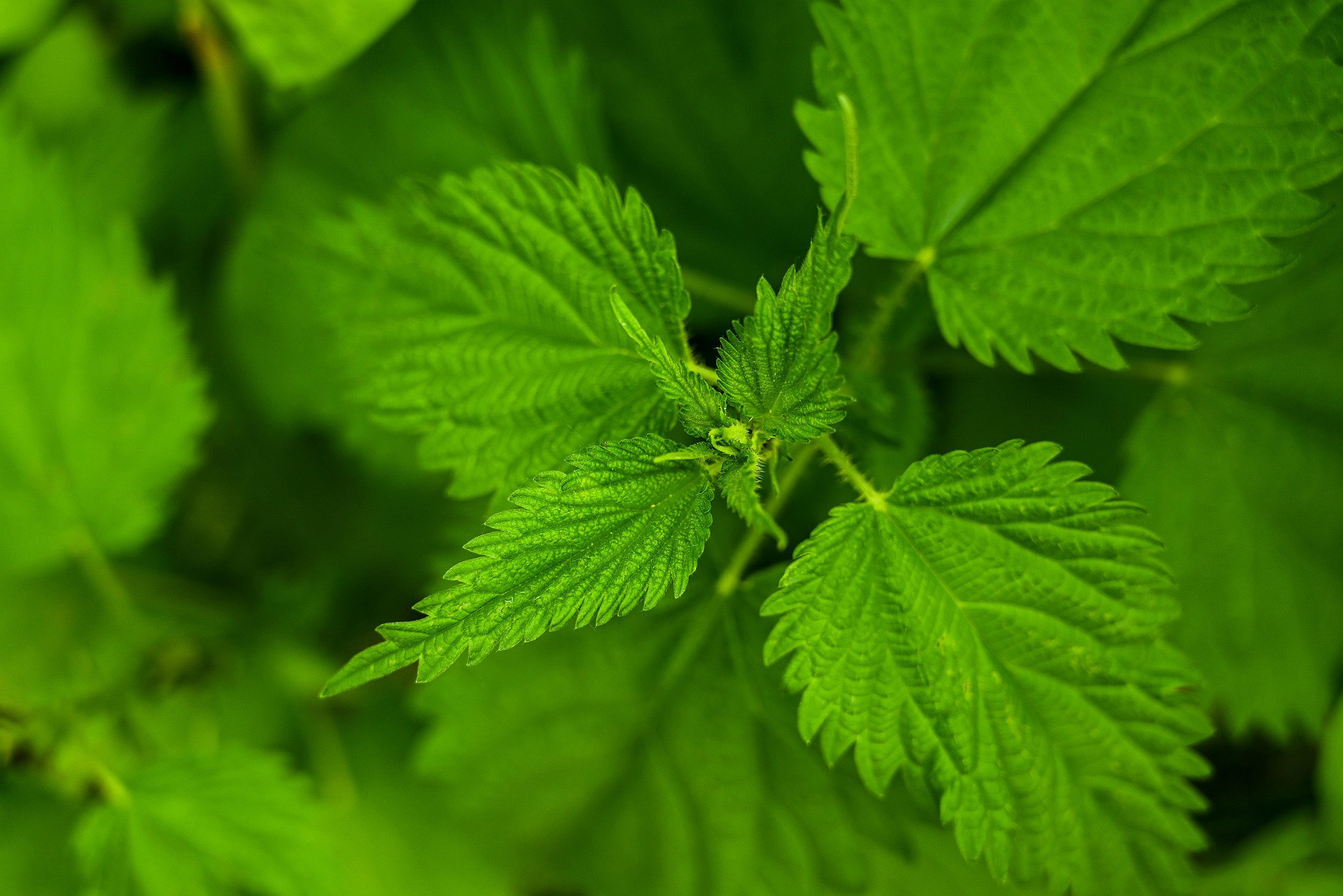 Naturlig gödsel – Guide till guldvatten, nässelvatten och bokashi