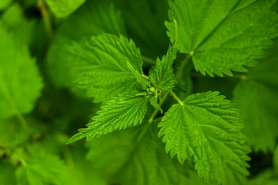Naturlig gödsel – Guide till guldvatten, nässelvatten och bokashi