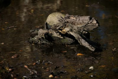 BEST & MOST POWERFUL WITCH DOCTOR IN OCEANIA