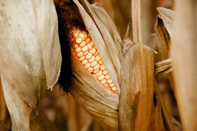 🌽📈 THE AFRICAN MAIZE MARKET IS PROJECTED TO GROW FROM USD 46.98 BILLION TO USD 61.64 BILLION BY 2031 🚀🌍www.afroworldagrifood.com