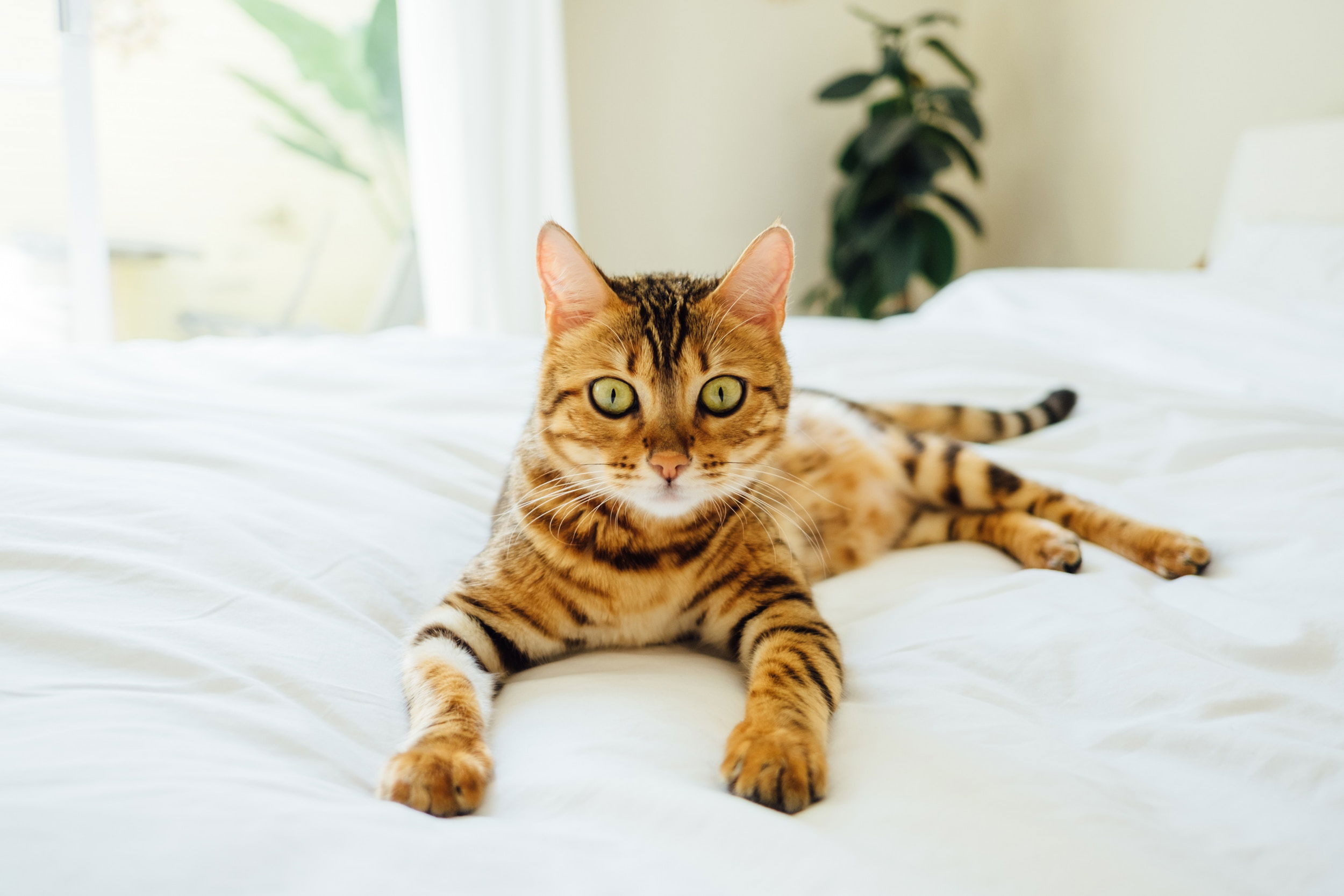 A tabby striped cat lying on a bed.