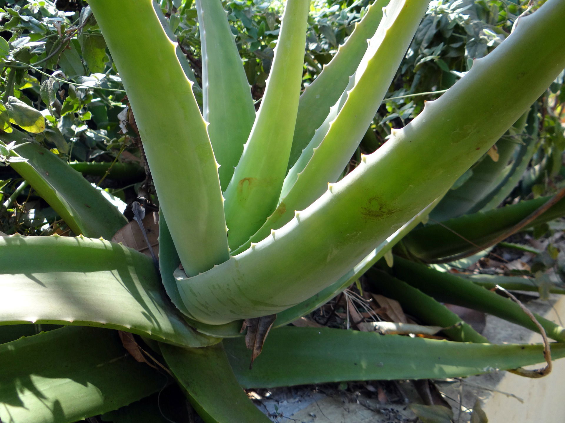 Aloe Barbadensis Miler