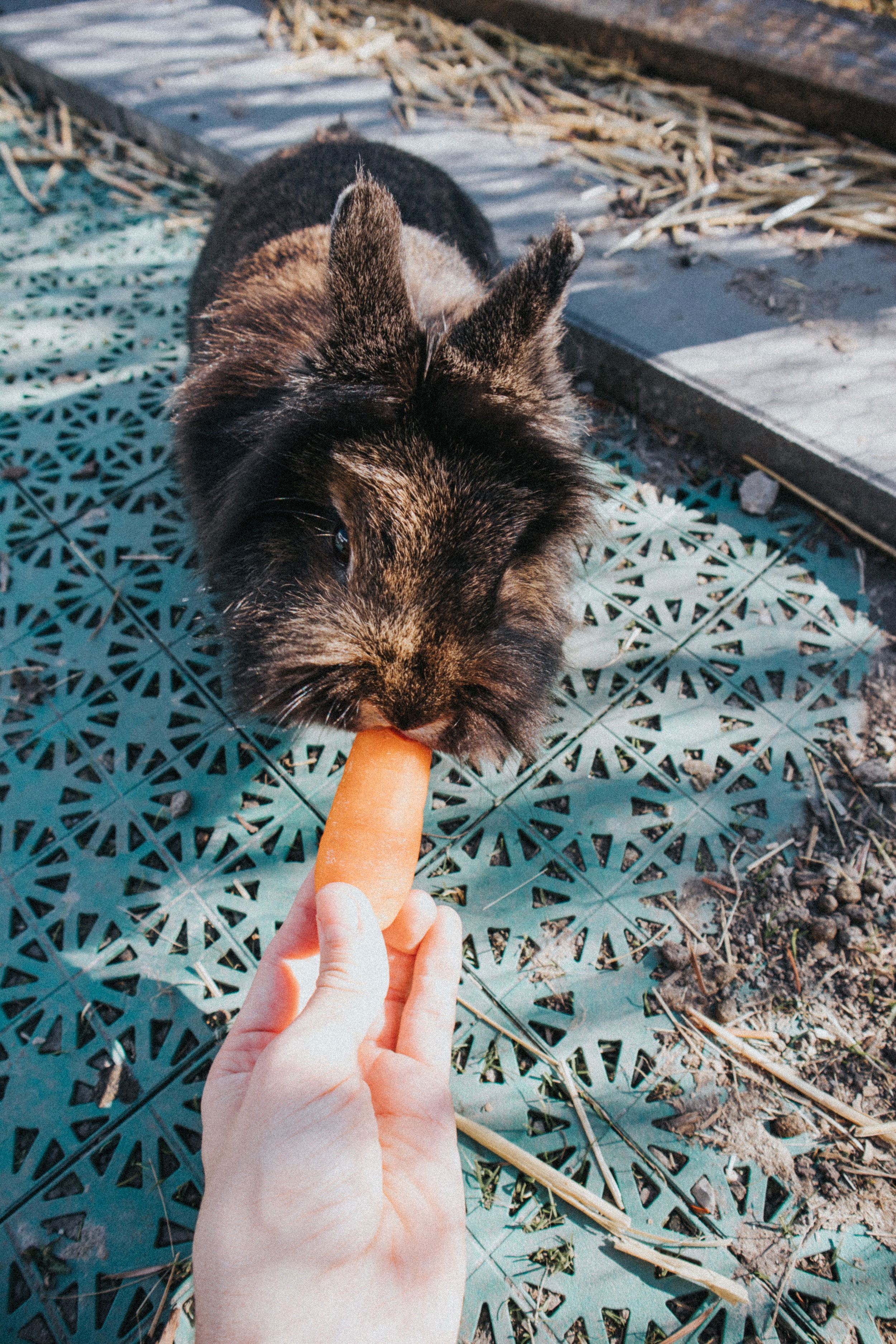 A brown rabbit eating a carrot out of a person's hand.