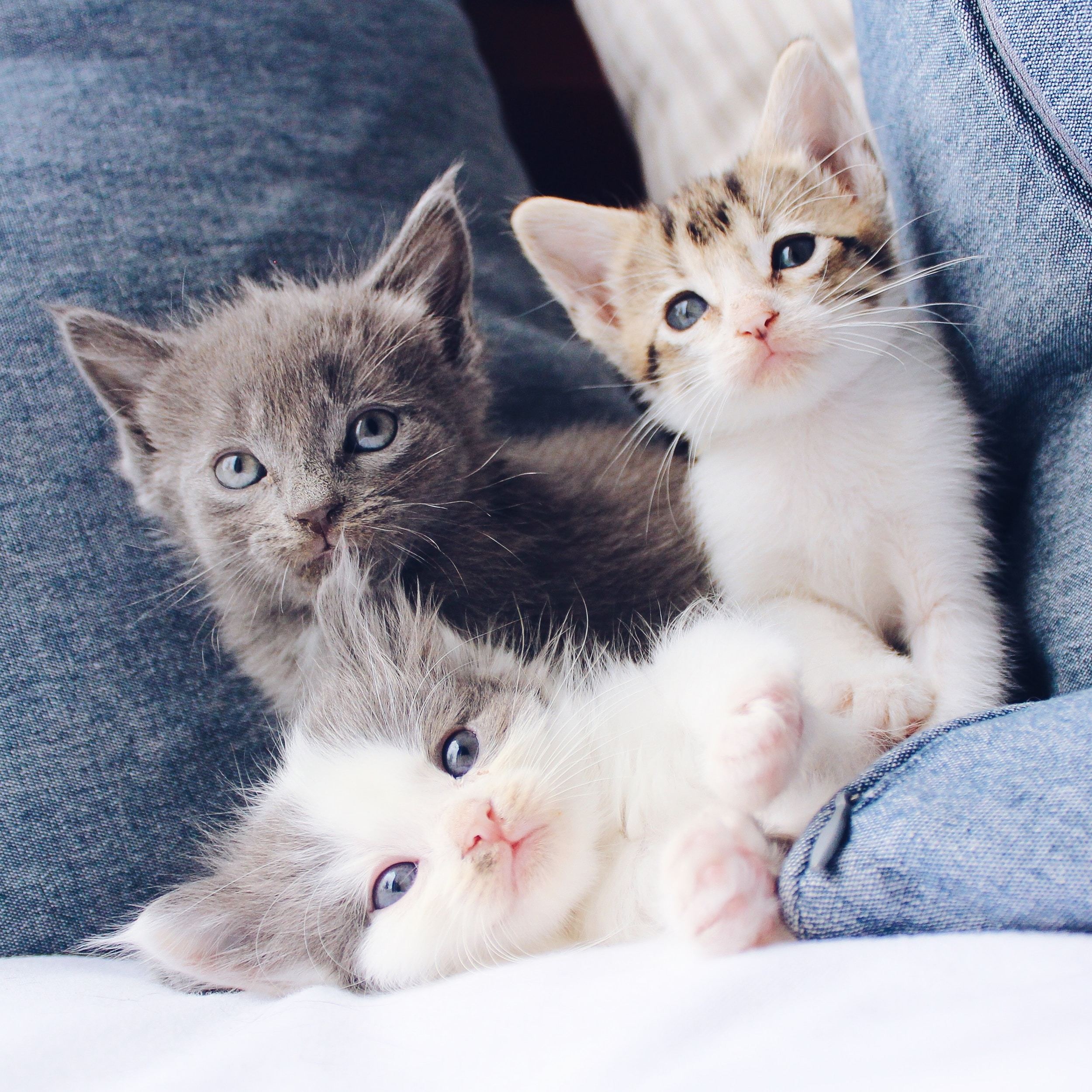 Three kittens sitting on a sofa; one is lying down.