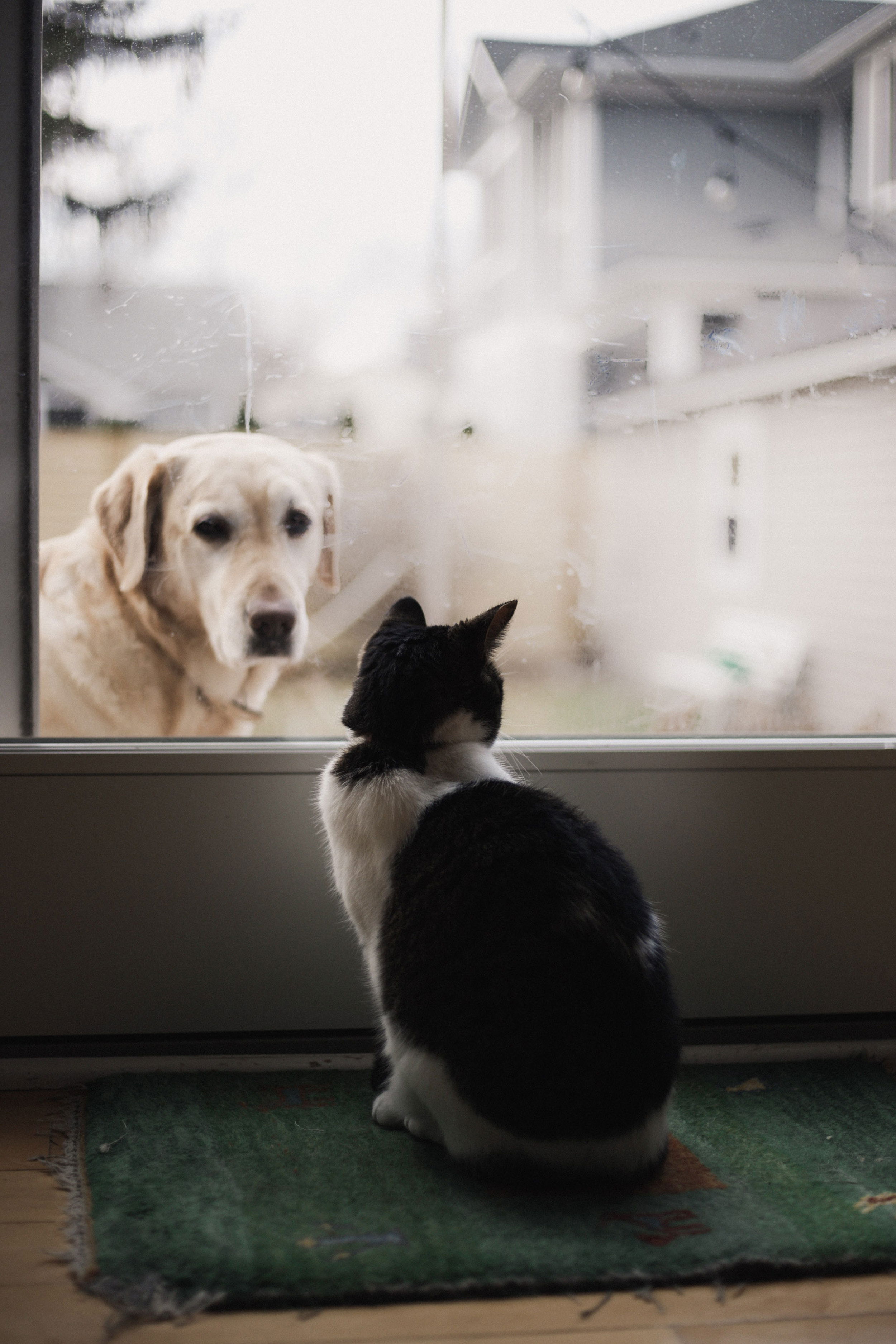 Black and white cat looking at a yellow lab through the window.