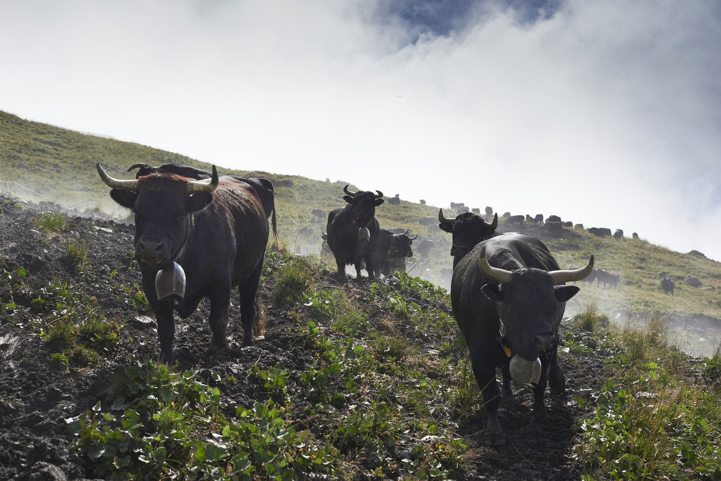 vaches brunes chargeant dans un pré en pente