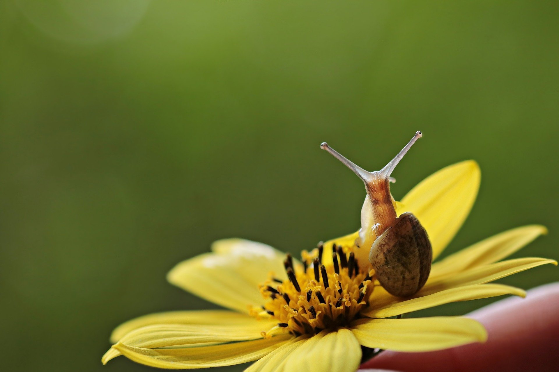 lumache lente come la natura