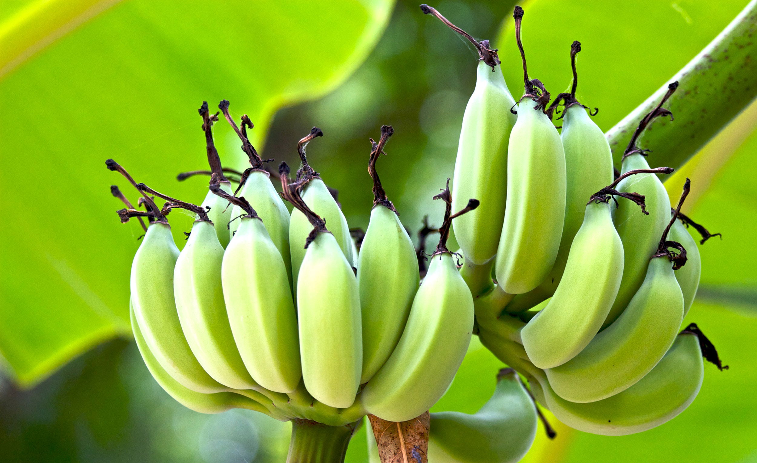 কলার স্বাস্থ্য উপকারিতা