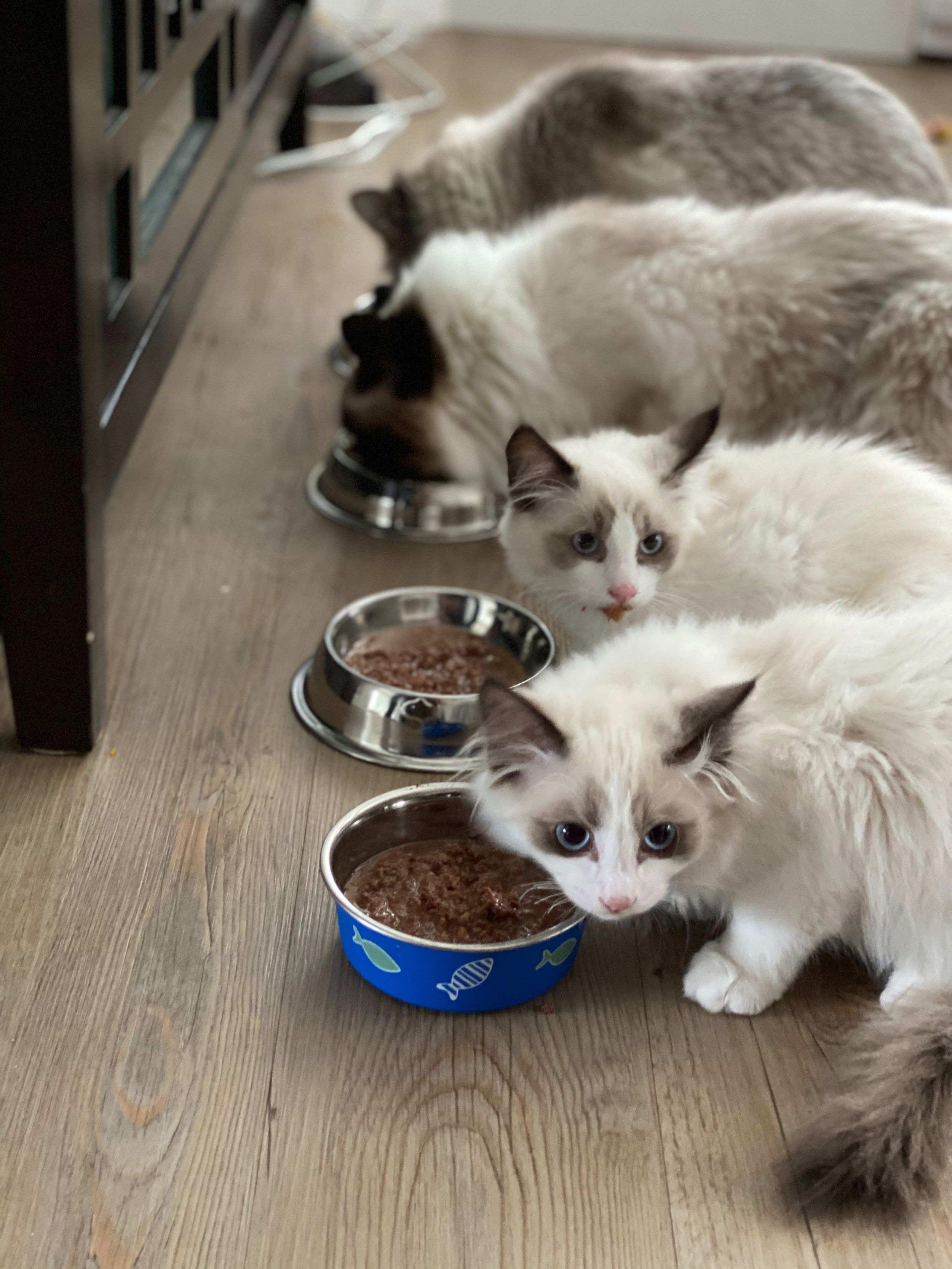 A line of 5-6 cats that appear to be siamese-type, eating out of metal bowls.