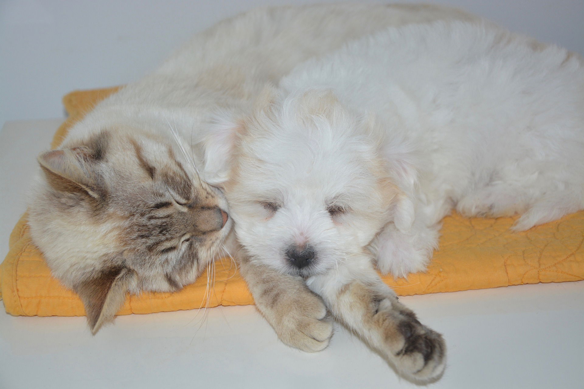 cat and dog laying together on a mat