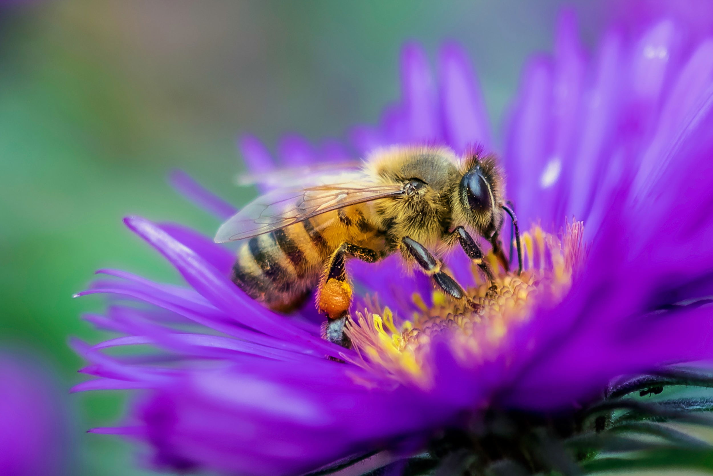 abeille butinant une fleur violette