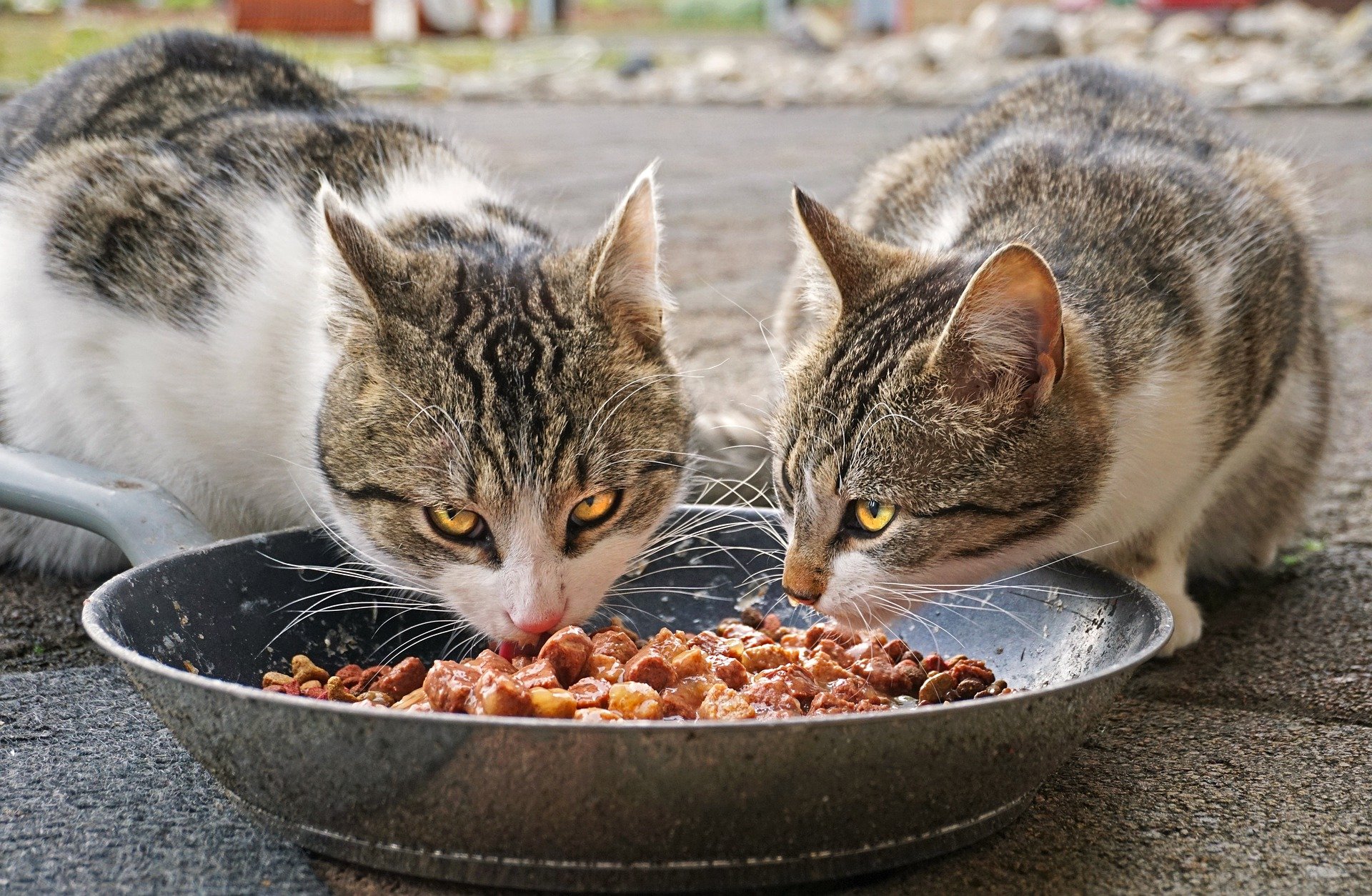 Two gray and white cats eating kibble out of a bowl.