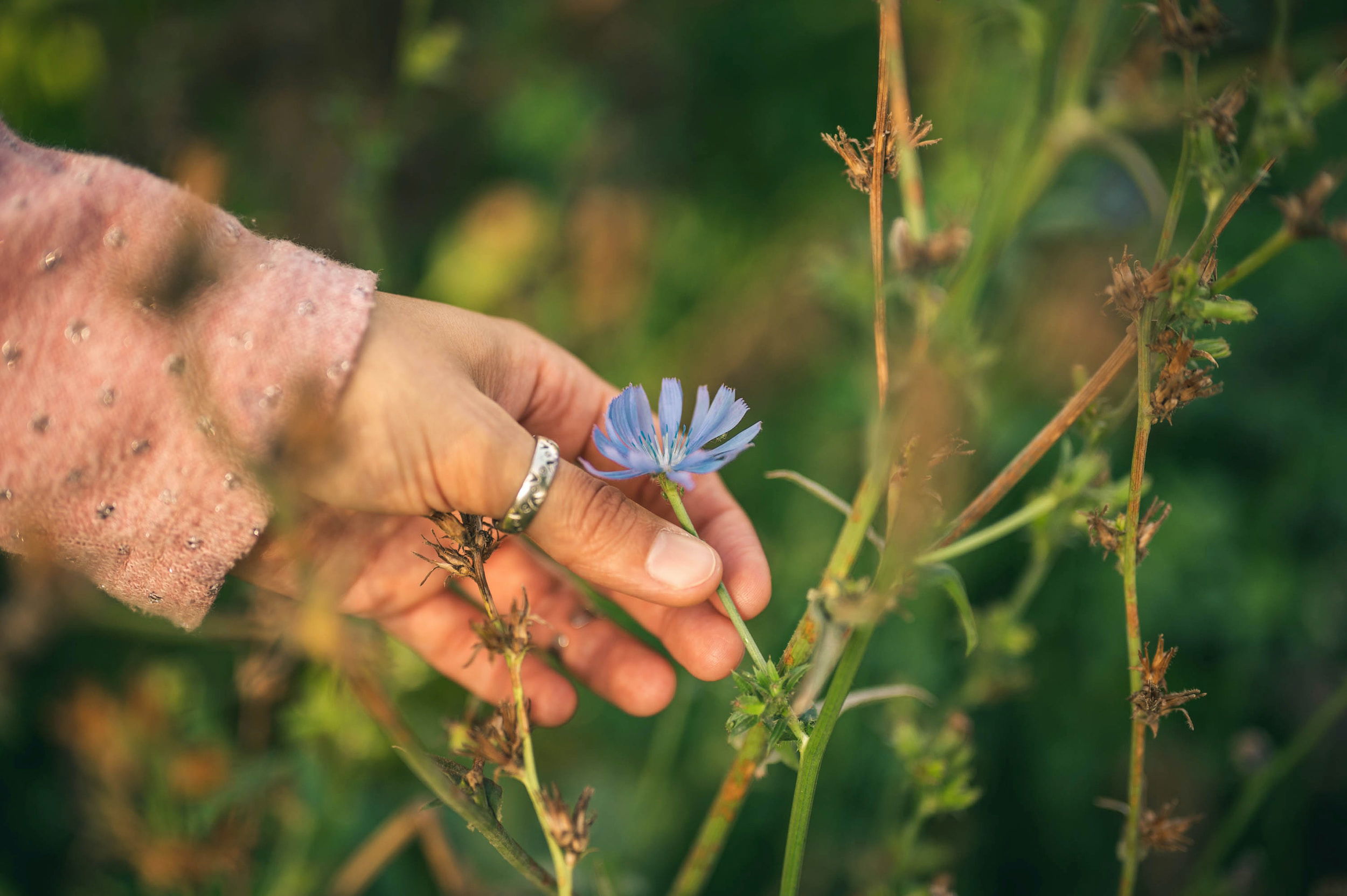 Herbal Academy Herbalist Path Package: A Comprehensive Review of Online Herbalism Courses