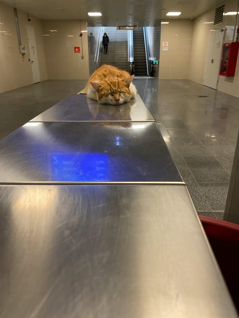 Pet Boarding