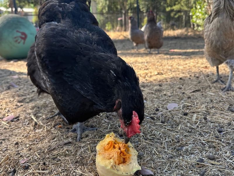 Sustainable Farming & Animal Stewardship