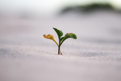 The Impact of Foreign Direct Investment on Economic Growth