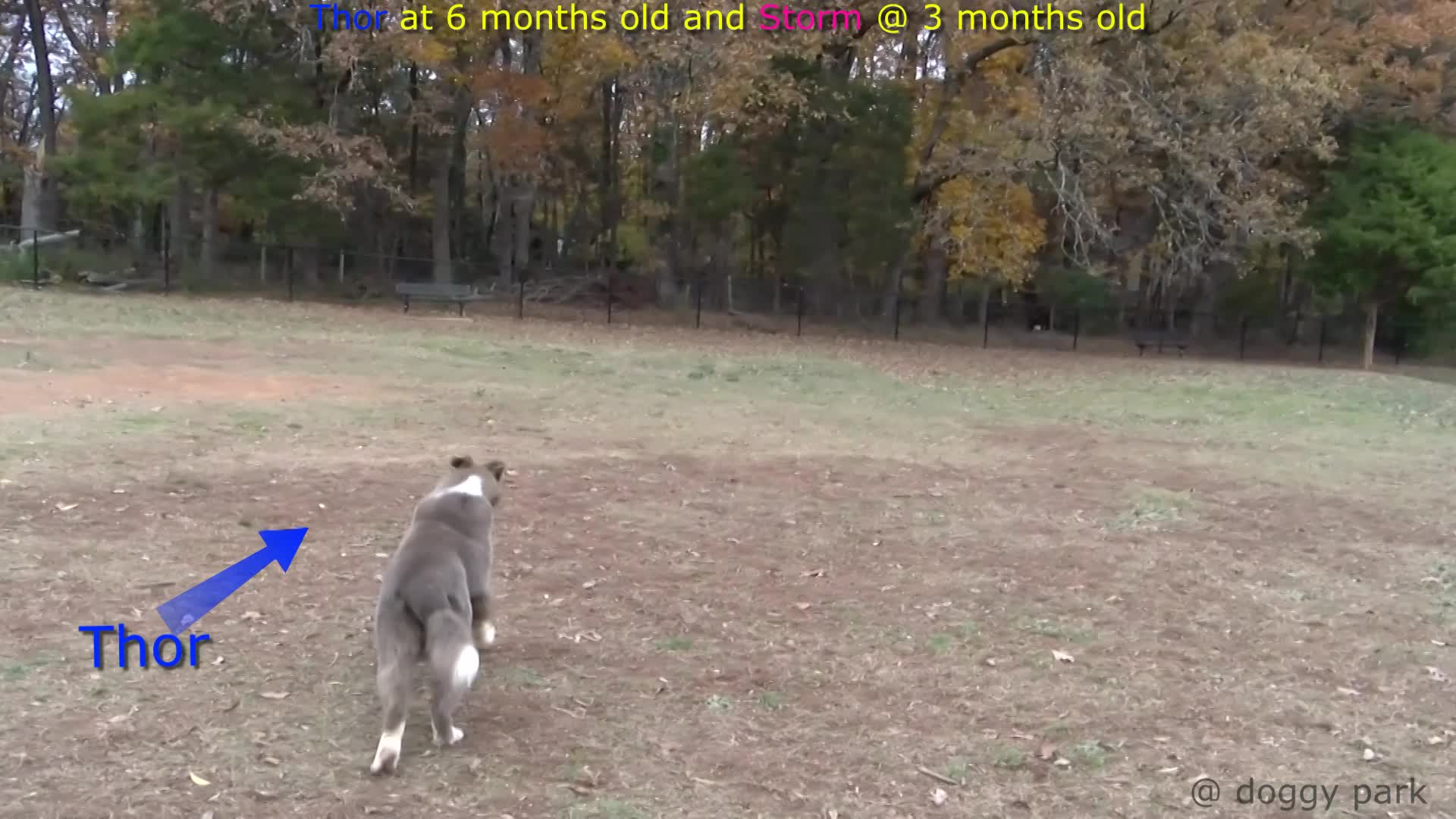 Thor and Storm @ doggy park