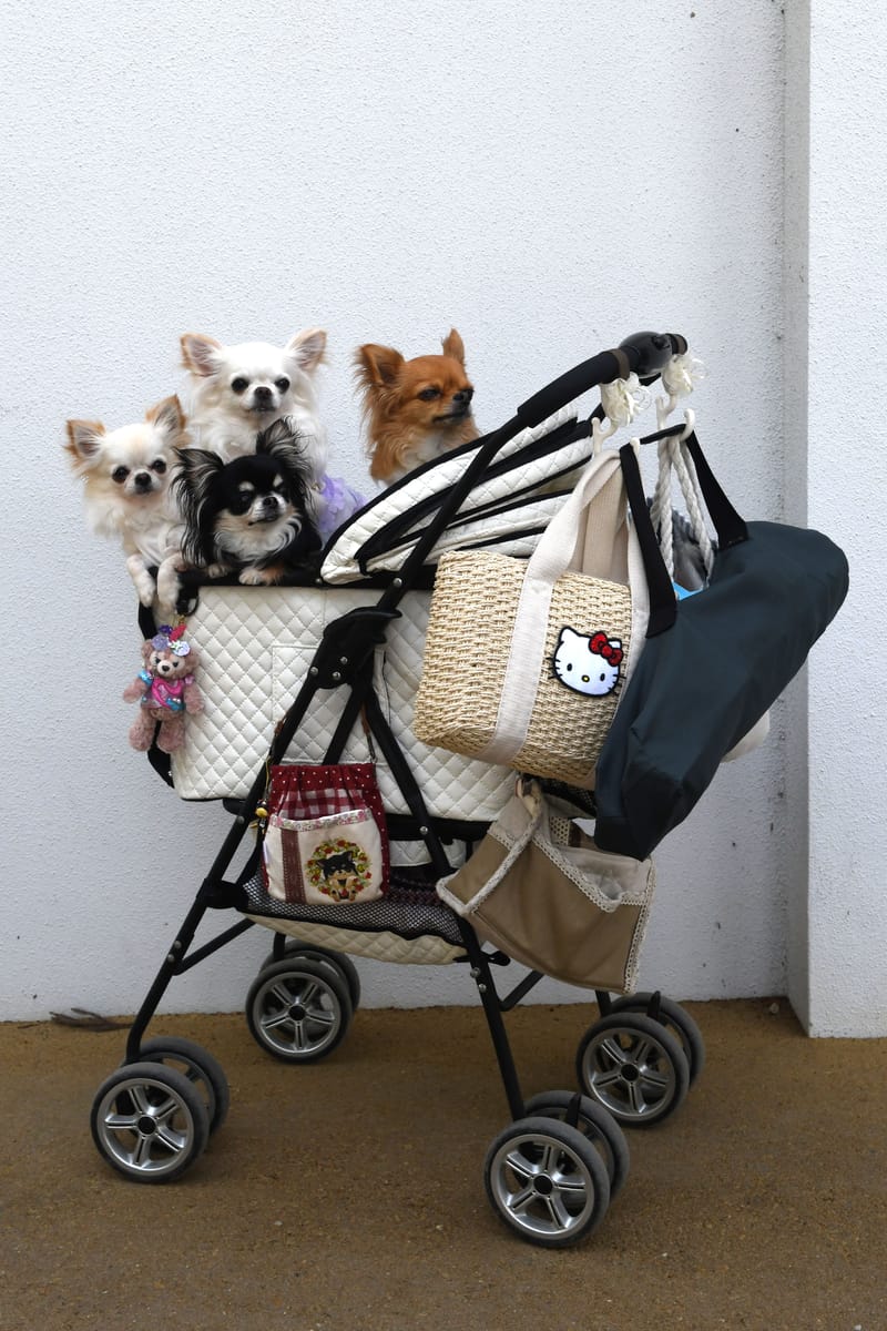 “La fotografía es el arte de la observación. Se trata de encontrar algo interesante en un lugar ordinario. Me he dado cuenta de que tiene poco que ver con las cosas que ves y mucho con cómo las ves”. Elliot Erwitt