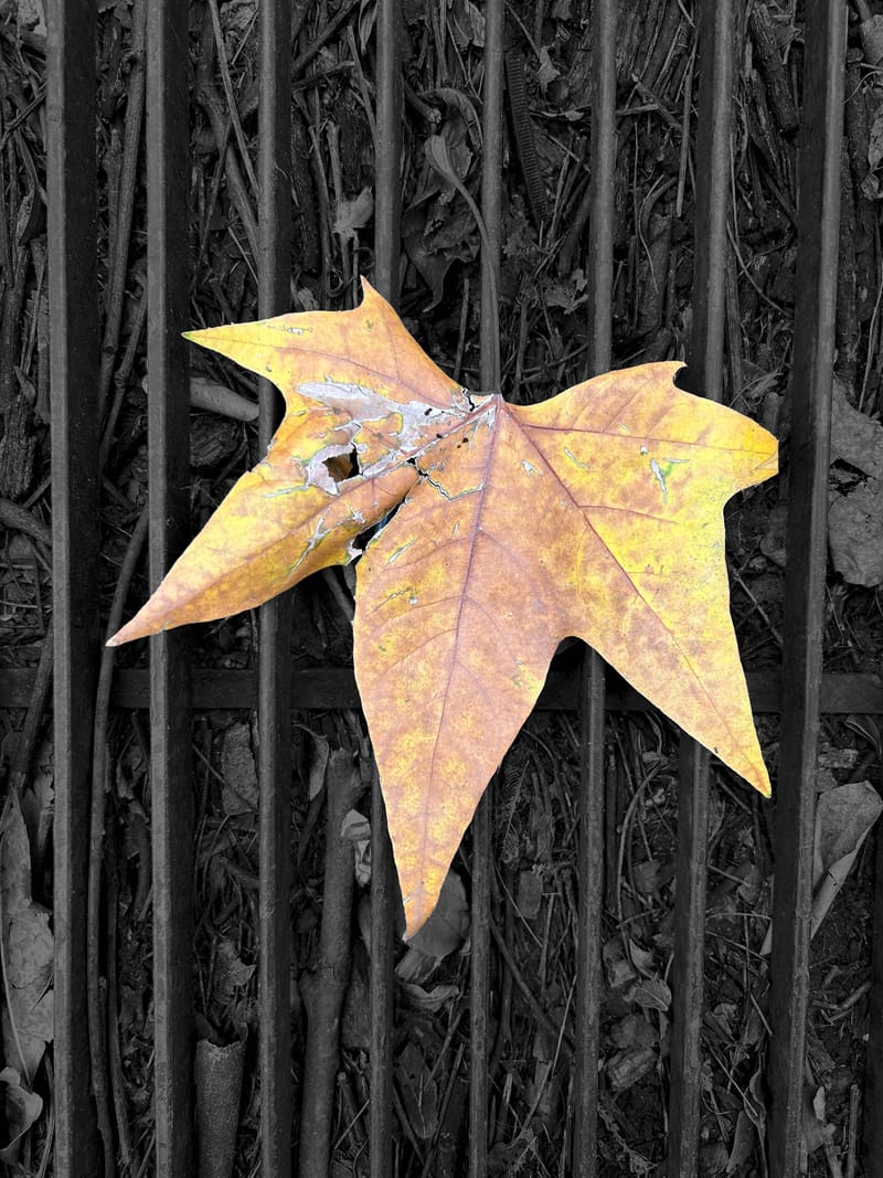 “Lo importante es ver aquello que resulta invisible para los demás”. Robert Frank