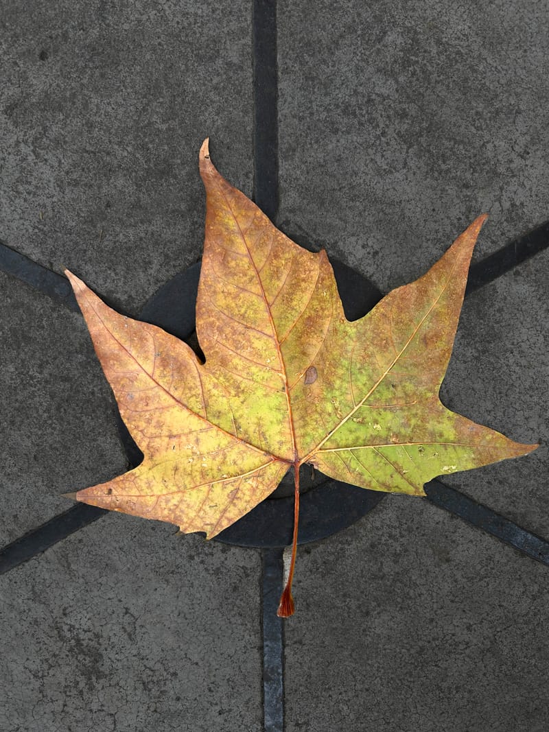 “Lo importante es ver aquello que resulta invisible para los demás”. Robert Frank