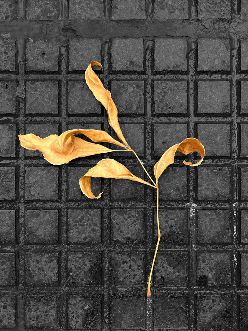 “Lo importante es ver aquello que resulta invisible para los demás”. Robert Frank