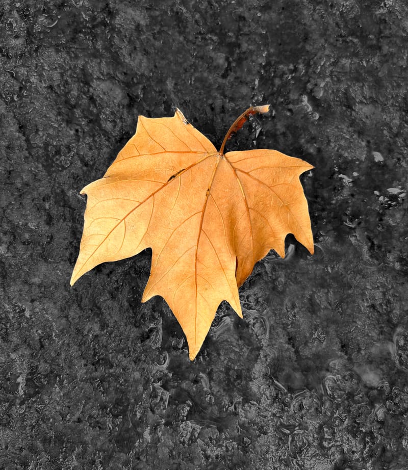 “Lo importante es ver aquello que resulta invisible para los demás”. Robert Frank