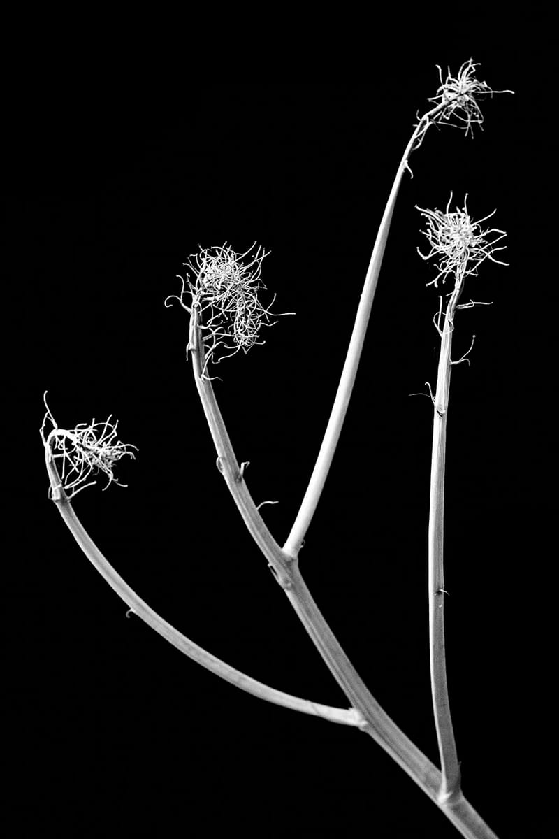 “Nadie descubrió la fealdad a través de fotografías. Pero muchos, a través de fotografías han descubierto la belleza”. Susan Sontag