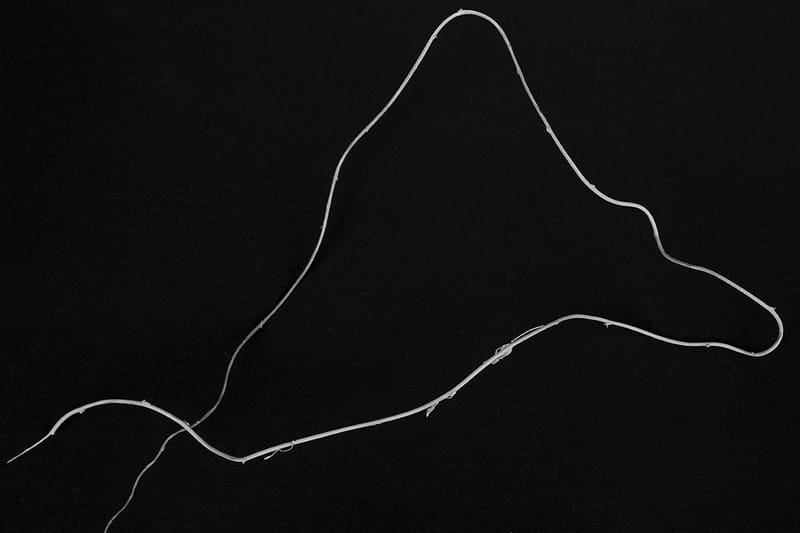 “Nadie descubrió la fealdad a través de fotografías. Pero muchos, a través de fotografías han descubierto la belleza”. Susan Sontag