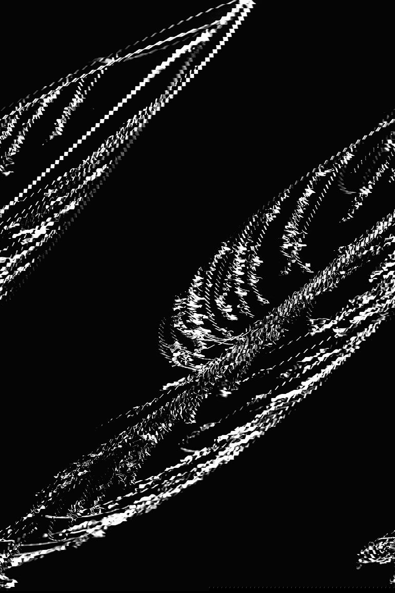 “Nadie descubrió la fealdad a través de fotografías. Pero muchos, a través de fotografías han descubierto la belleza”. Susan Sontag