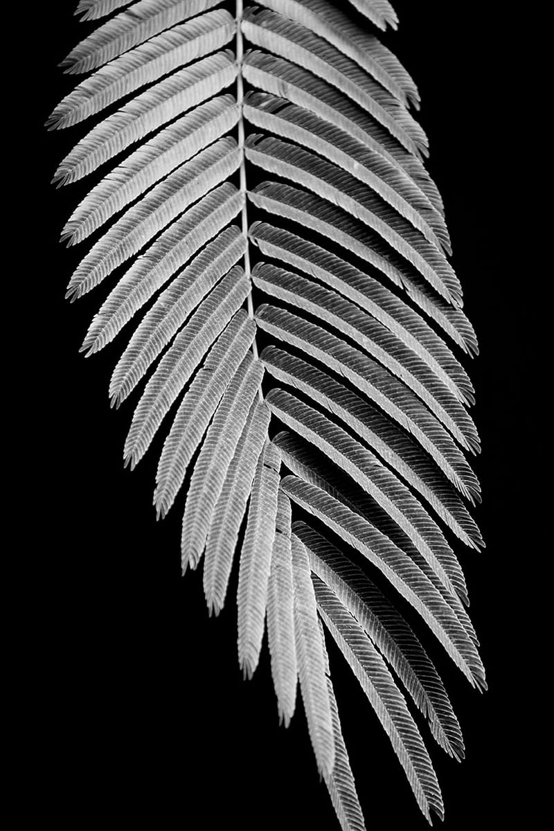 “Nadie descubrió la fealdad a través de fotografías. Pero muchos, a través de fotografías han descubierto la belleza”. Susan Sontag