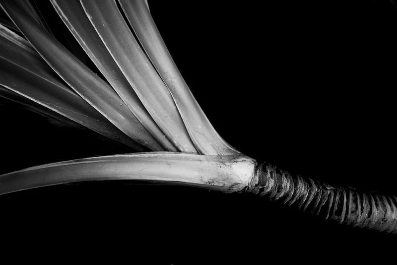 “Nadie descubrió la fealdad a través de fotografías. Pero muchos, a través de fotografías han descubierto la belleza”. Susan Sontag